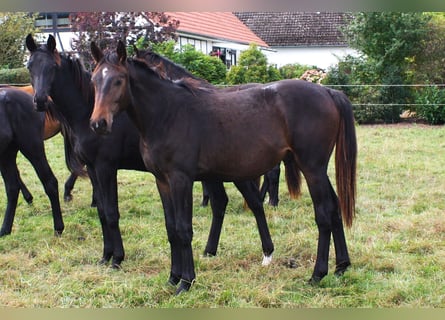 Oldenbourg, Étalon, 2 Ans, Bai