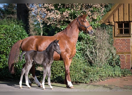 Oldenbourg, Étalon, 2 Ans, Noir