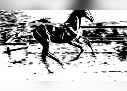 Oldenbourg, Étalon, 2 Ans, Noir