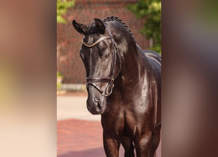 Oldenbourg, Étalon, 2 Ans, Noir