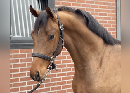 Oldenbourg, Étalon, 3 Ans, 162 cm, Bai