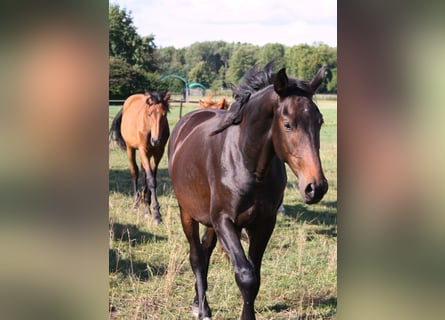 Oldenbourg, Étalon, 3 Ans, 163 cm, Bai brun foncé