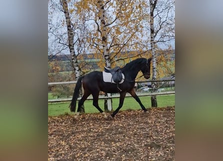 Oldenbourg, Étalon, 3 Ans, 165 cm, Bai