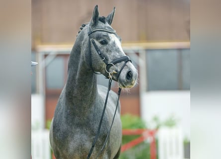 Oldenbourg, Étalon, 3 Ans, 165 cm, Gris