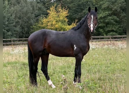 Oldenbourg, Étalon, 3 Ans, 167 cm, Bai brun