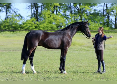 Oldenbourg, Étalon, 3 Ans, 167 cm, Bai cerise