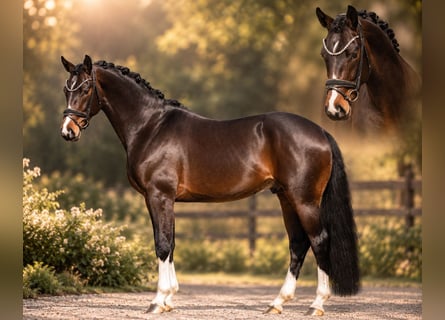 Oldenbourg, Étalon, 3 Ans, 170 cm, Bai brun