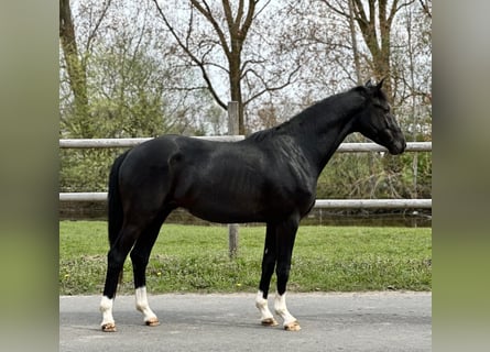 Oldenbourg, Étalon, 3 Ans, 170 cm, Noir