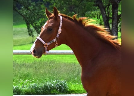Oldenbourg, Étalon, 3 Ans, 172 cm, Alezan brûlé