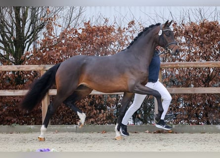 Oldenbourg, Étalon, 3 Ans, 173 cm, Bai cerise