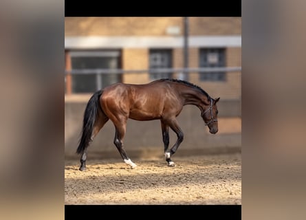 Oldenbourg, Étalon, 3 Ans, 173 cm, Bai