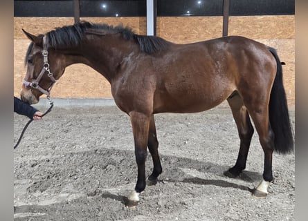 Oldenbourg, Étalon, 3 Ans, 173 cm, Bai