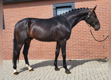 Oldenbourg, Étalon, 3 Ans, 175 cm, Bai brun