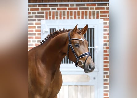 Oldenbourg, Étalon, 3 Ans, Alezan