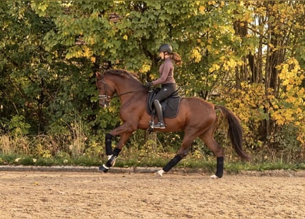 Oldenbourg, Étalon, 4 Ans, 168 cm, Alezan brûlé