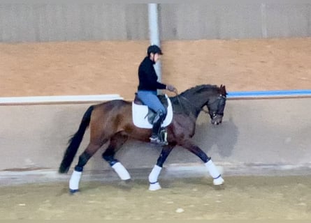 Oldenbourg, Étalon, 4 Ans, 168 cm, Bai brun