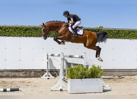 Oldenbourg, Étalon, 4 Ans, 170 cm, Bai