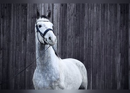 Oldenbourg, Étalon, 4 Ans, 172 cm, Gris