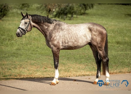 Oldenbourg, Étalon, 4 Ans, 173 cm, Gris