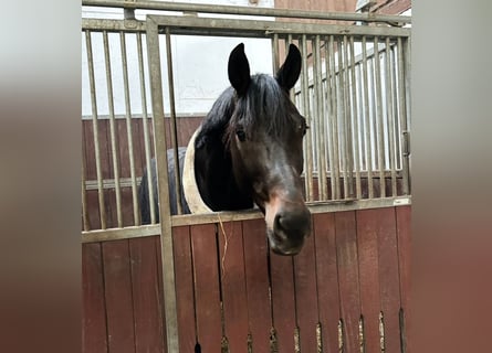 Oldenbourg, Étalon, 4 Ans, 179 cm, Bai brun foncé