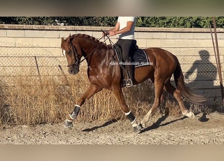 Oldenbourg, Étalon, 5 Ans, 168 cm, Alezan