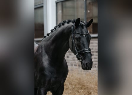 Oldenbourg, Étalon, 5 Ans, 174 cm, Noir