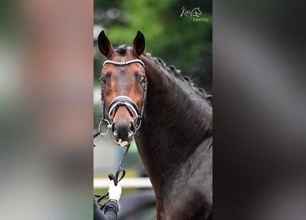 Oldenbourg, Étalon, 6 Ans, 172 cm, Bai