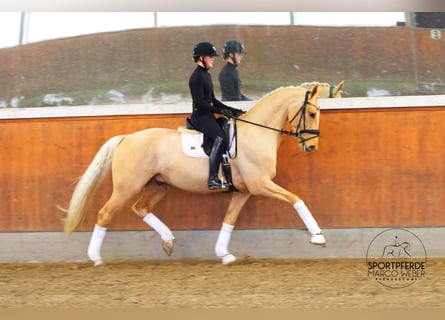 Oldenbourg, Étalon, 6 Ans, 172 cm, Palomino