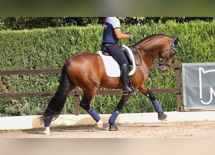 Oldenbourg, Étalon, 7 Ans, 165 cm, Bai cerise