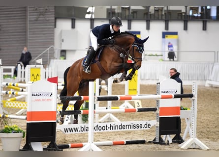 Oldenbourg, Étalon, 12 Ans, 169 cm, Bai