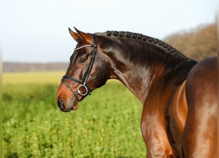 Oldenbourg, Étalon, 16 Ans, 171 cm, Bai