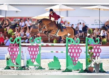 Oldenbourg, Étalon, 13 Ans, 165 cm, Bai