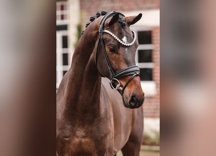Oldenbourg, Étalon, 3 Ans, 171 cm