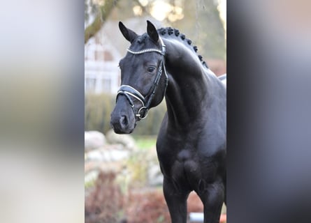 Oldenbourg, Étalon, 10 Ans, 174 cm, Noir