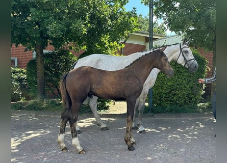 Oldenbourg, Étalon, Poulain (04/2024), 167 cm, Peut devenir gris