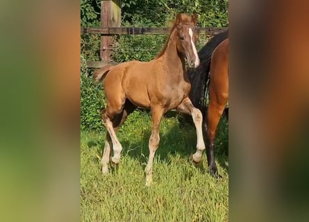 Oldenbourg, Étalon, Poulain (04/2023), 168 cm, Alezan brûlé