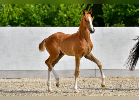 Oldenbourg, Étalon, Poulain (05/2024), 168 cm, Alezan