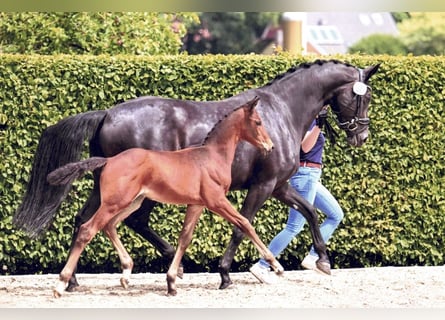 Oldenbourg, Étalon, Poulain (04/2024), 168 cm, Bai brun