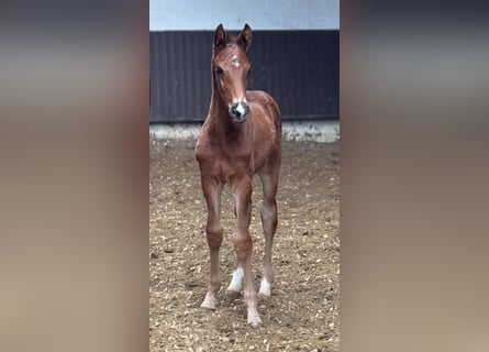 Oldenbourg, Étalon, , 168 cm, Bai clair