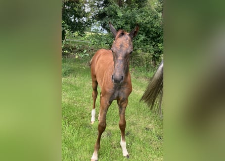 Oldenbourg, Étalon, Poulain (04/2024), 168 cm, Peut devenir gris