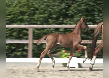 Oldenbourg, Étalon, Poulain (06/2025), 170 cm, Alezan brûlé