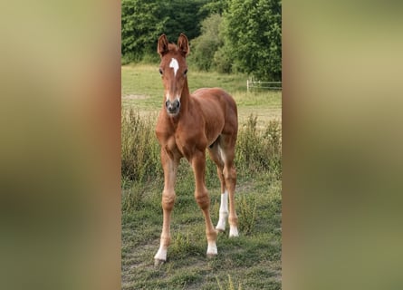 Oldenbourg, Étalon, Poulain (03/2026), 170 cm, Alezan