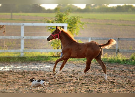 Oldenbourg, Étalon, Poulain (05/2024), 170 cm, Alezan