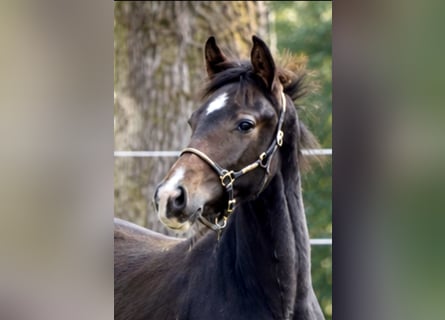 Oldenbourg, Étalon, Poulain (05/2026), 170 cm, Bai brun