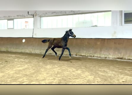 Oldenbourg, Étalon, Poulain (05/2025), 170 cm, Bai brun