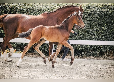 Oldenbourg, Étalon, Poulain (04/2024), 170 cm, Bai