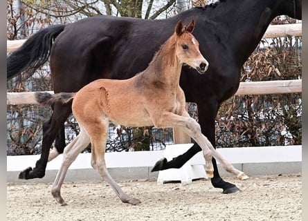 Oldenbourg, Étalon, , 170 cm, Bai