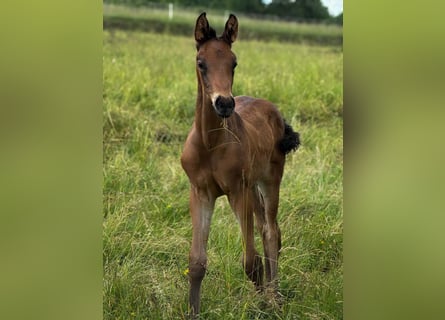 Oldenbourg, Étalon, Poulain (05/2026), 170 cm, Bai