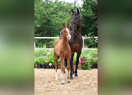 Oldenbourg, Étalon, Poulain (05/2026), 170 cm, Bai