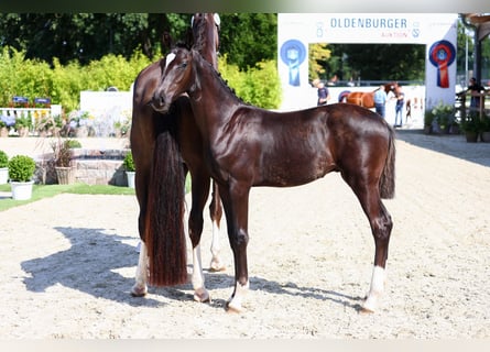 Oldenbourg, Étalon, Poulain (03/2024), 170 cm, Noir